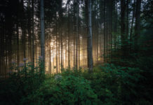 NACHHALTIGE GEBIRGSGARNELE